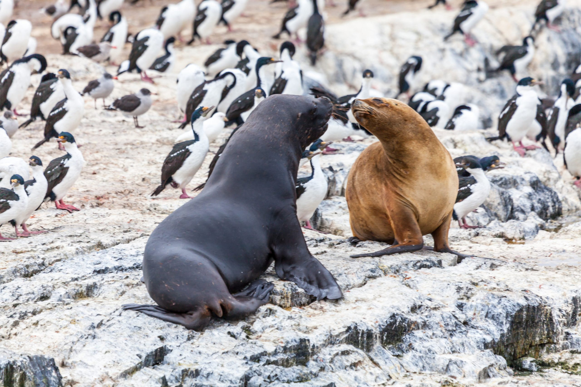 Magnificent, unspoilt, wild nature in Patagonia in the Beagle Channel.
