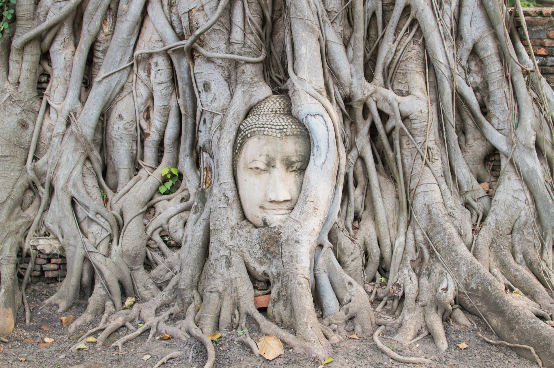 アユタヤ遺跡 ワットマハタート