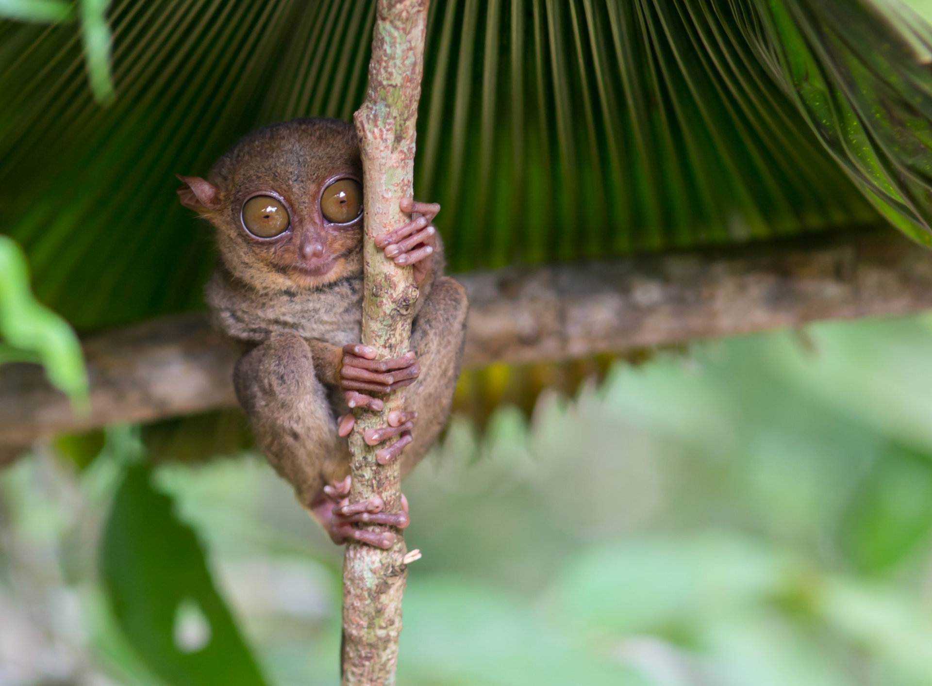 Smiling cute tarsier sitting on a tree, Bohol island, Philippines