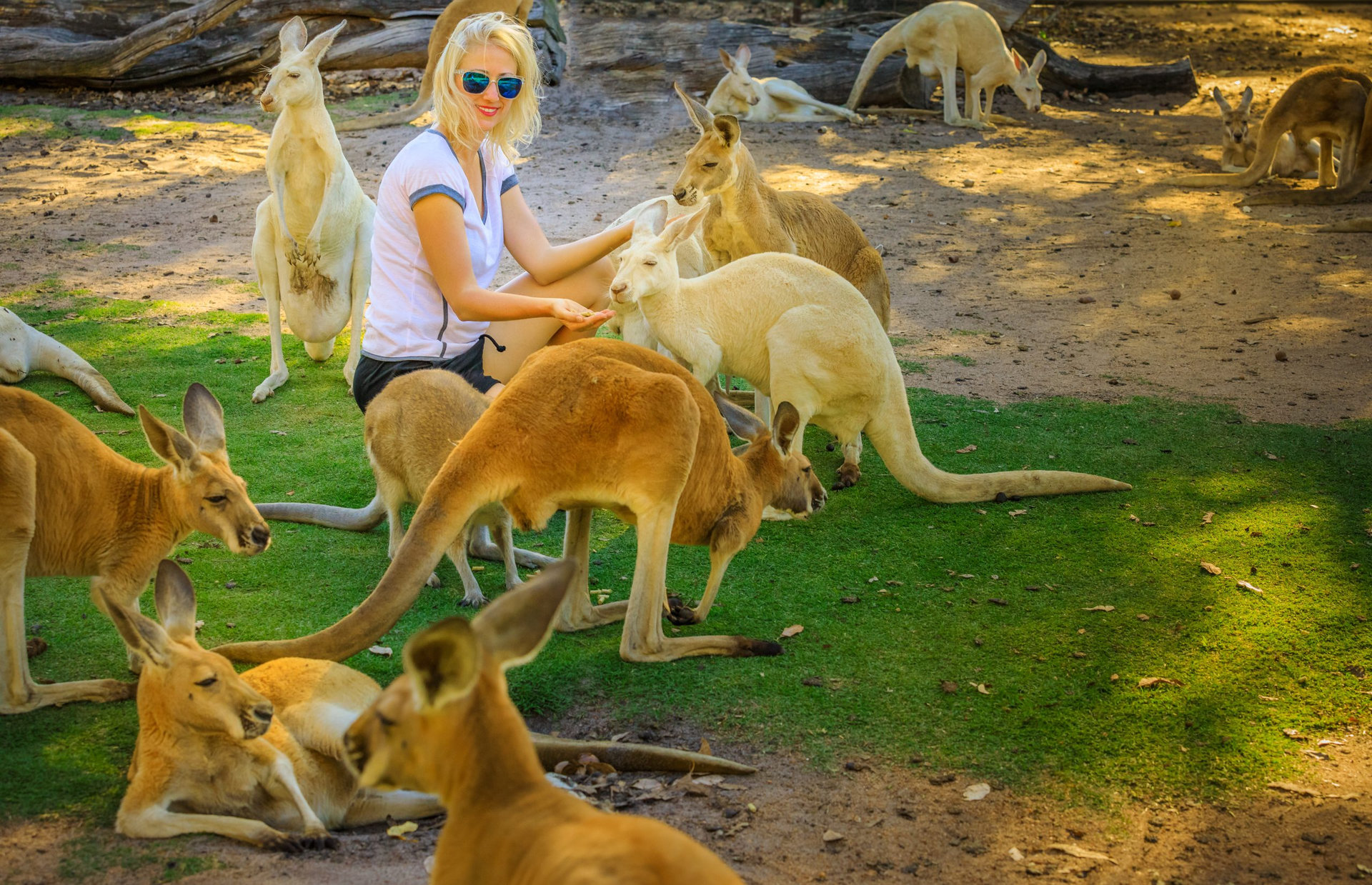 Young caucasian woman feeds Kangaroos at a park. Whiteman, near Perth, Western Australia. Female tourist enjoys Australian animals icon of the country.