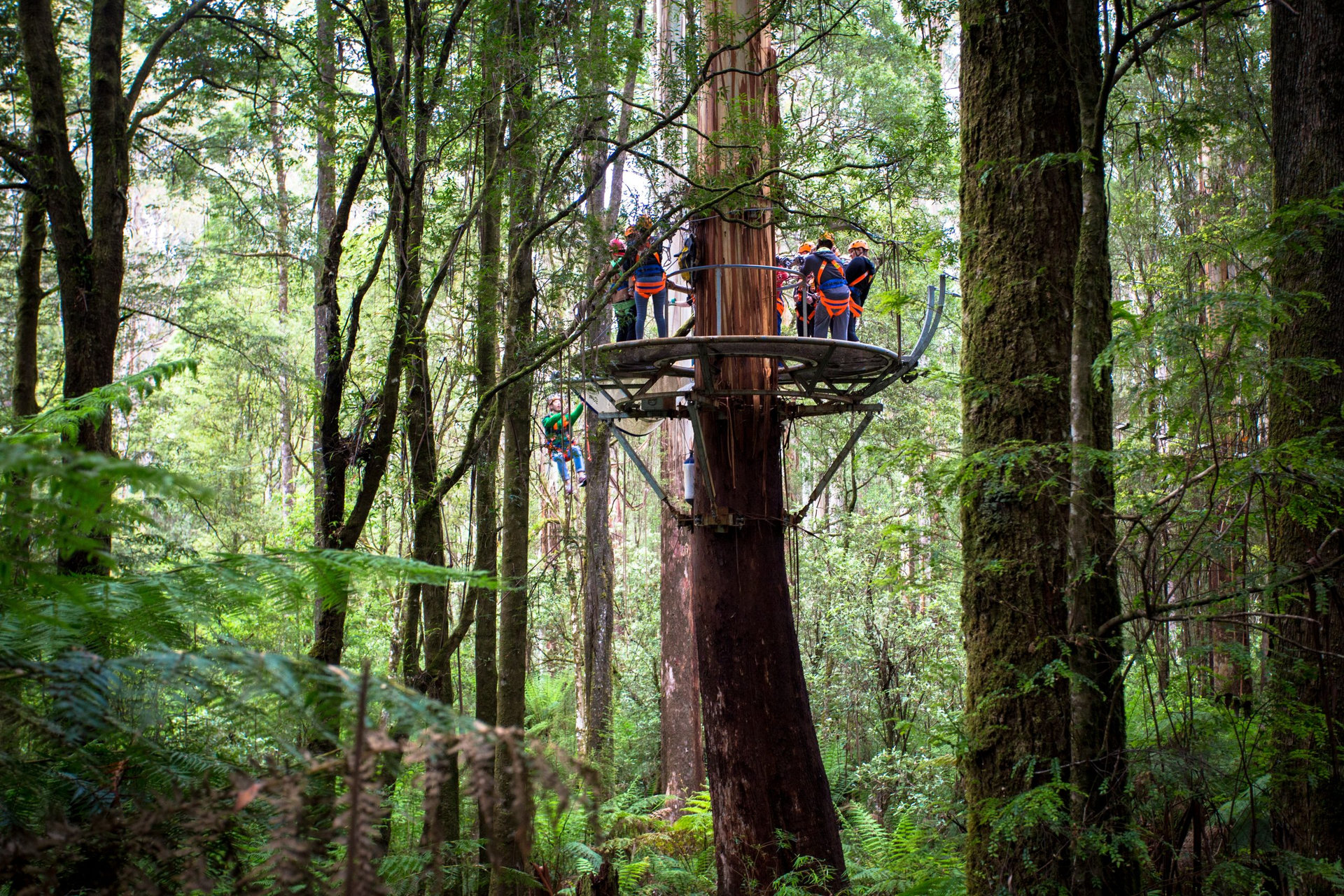 Otway Fly Treetop Adventures Zipline Melbourne Australia Great Ocean Road