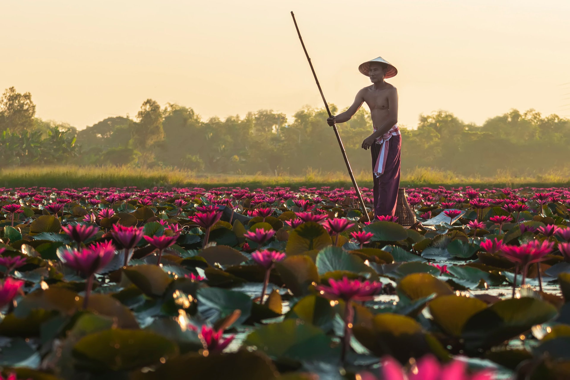 The Asian men villagers are on a wooden boat. Fishing in red lotus pond The fishing equipment is fish.