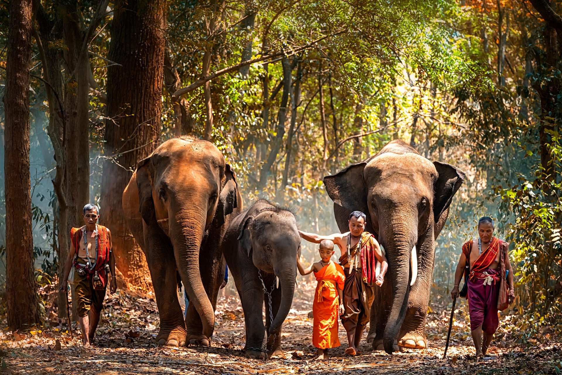Elephant mahout portrait. The Kuy (Kui) People of Thailand. Elephant Ritual Making or Wild Elephant Catching. The mahout and the elephant at surin, Thailand.