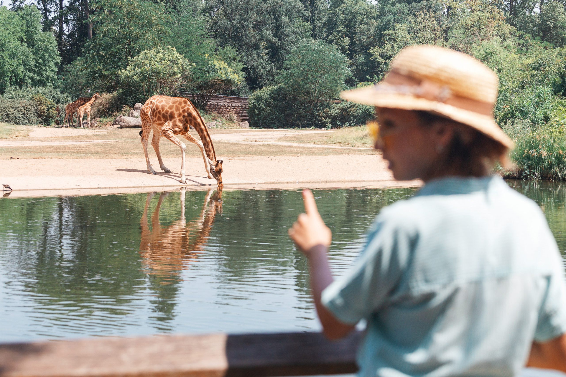 Happy asian zoology student girl looking at giraffe drinking from lake