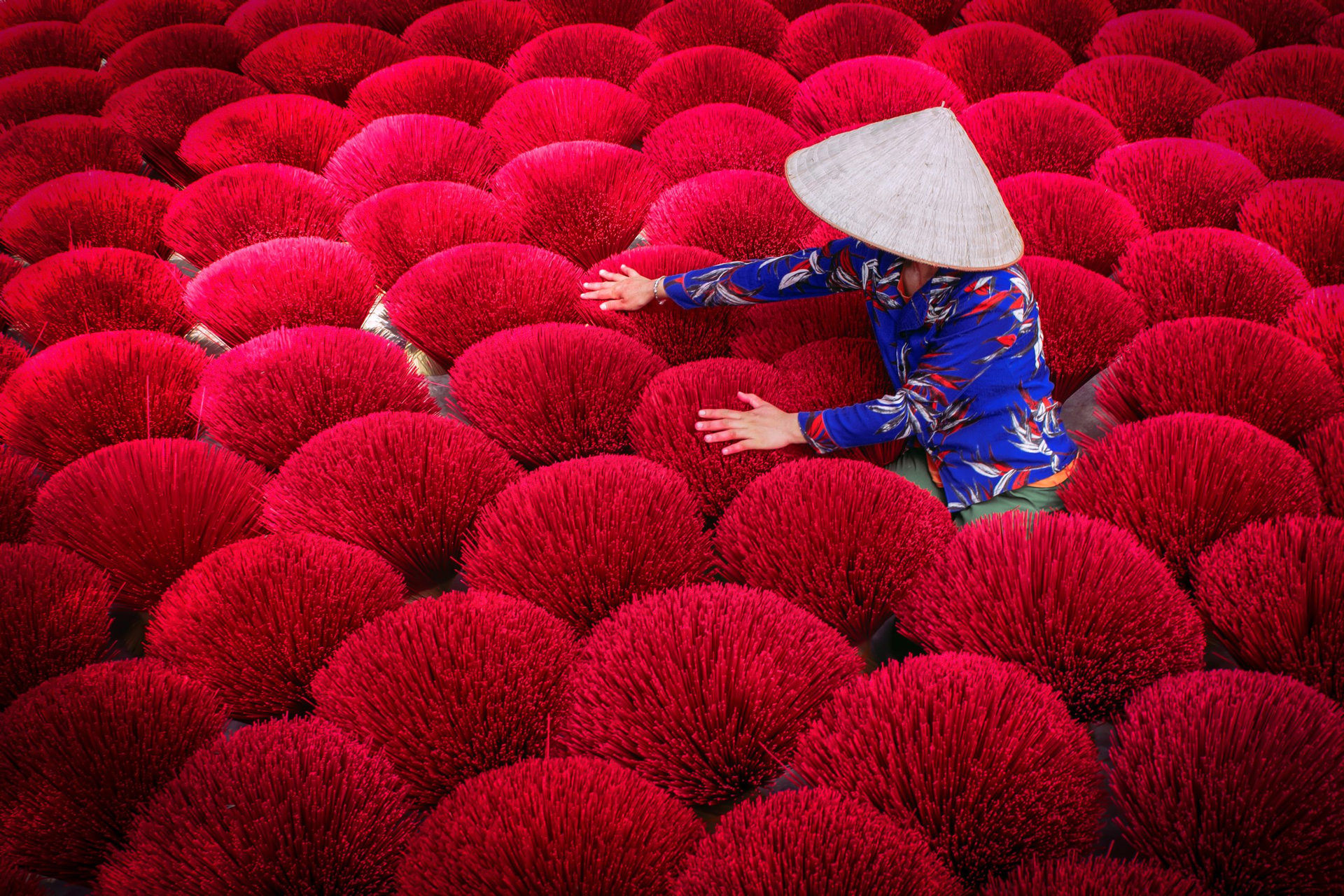 Incense sticks drying outdoor with Vietnamese woman wearing conical hat in north of Vietnam