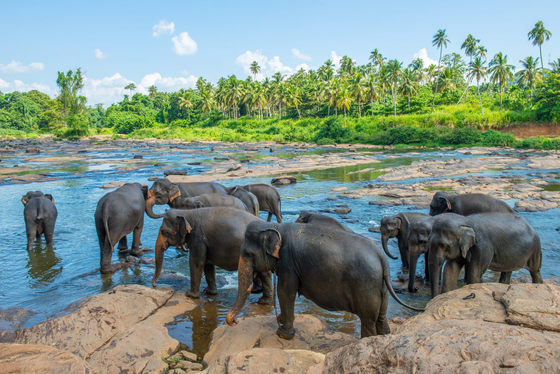 Elephant Orphanage in Pinnawala is nursery and captive breeding ground for wild Asian elephants in Sri Lanka. Pinnawala has the largest herd of captive elephants in the world.
