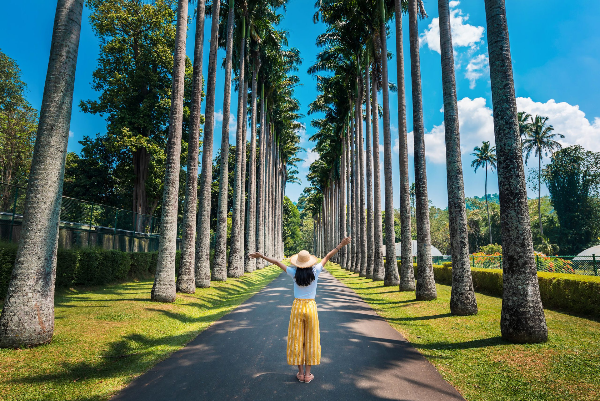 Woman exploring palm alley at Royal Botanical Gardens in Kandy Sri Lanka. Asian tropical landscape travel scenery