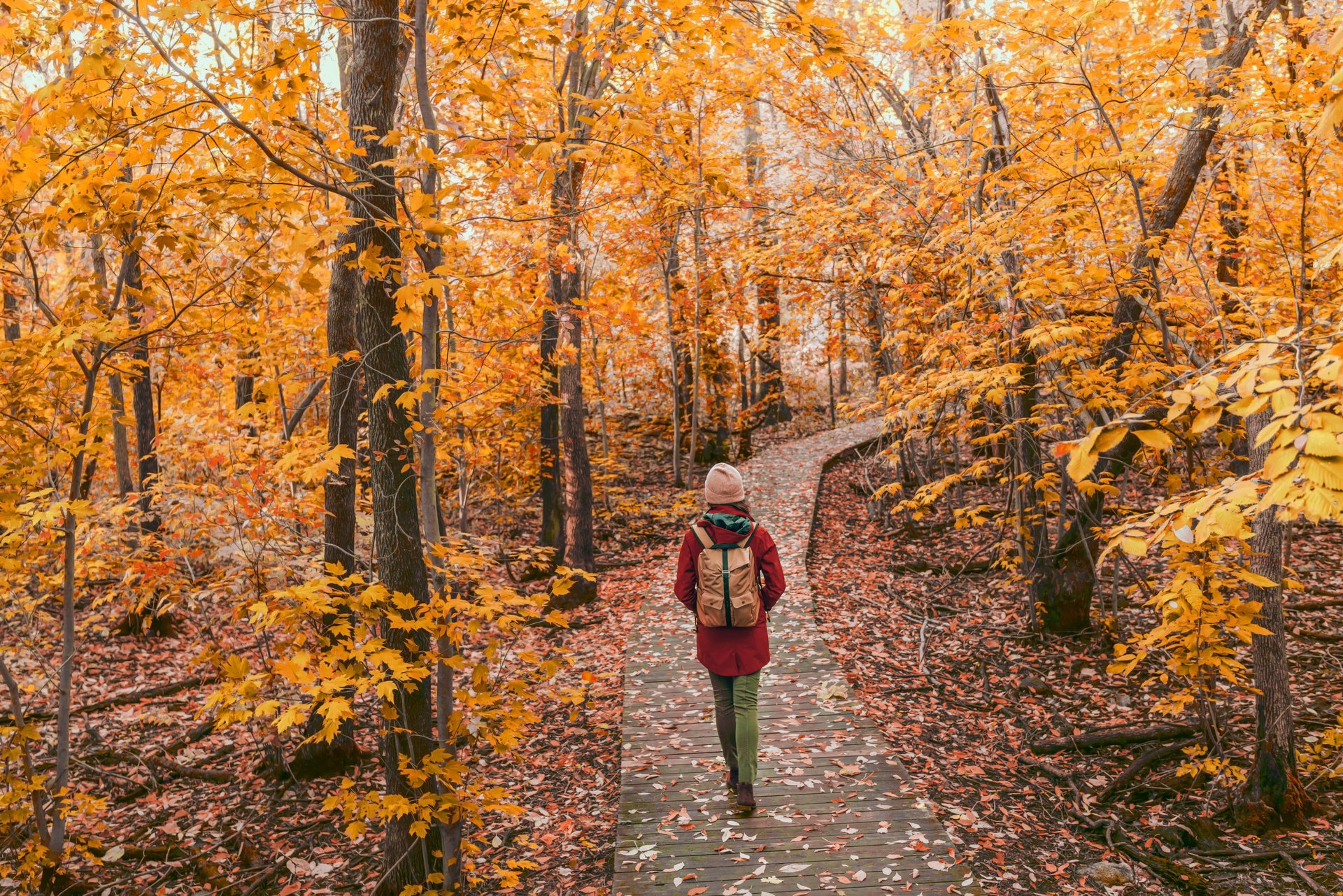 Woman walking in autumn foliage forest woods in city park with backpack. Travel hike fall destination in Quebec, Canada.