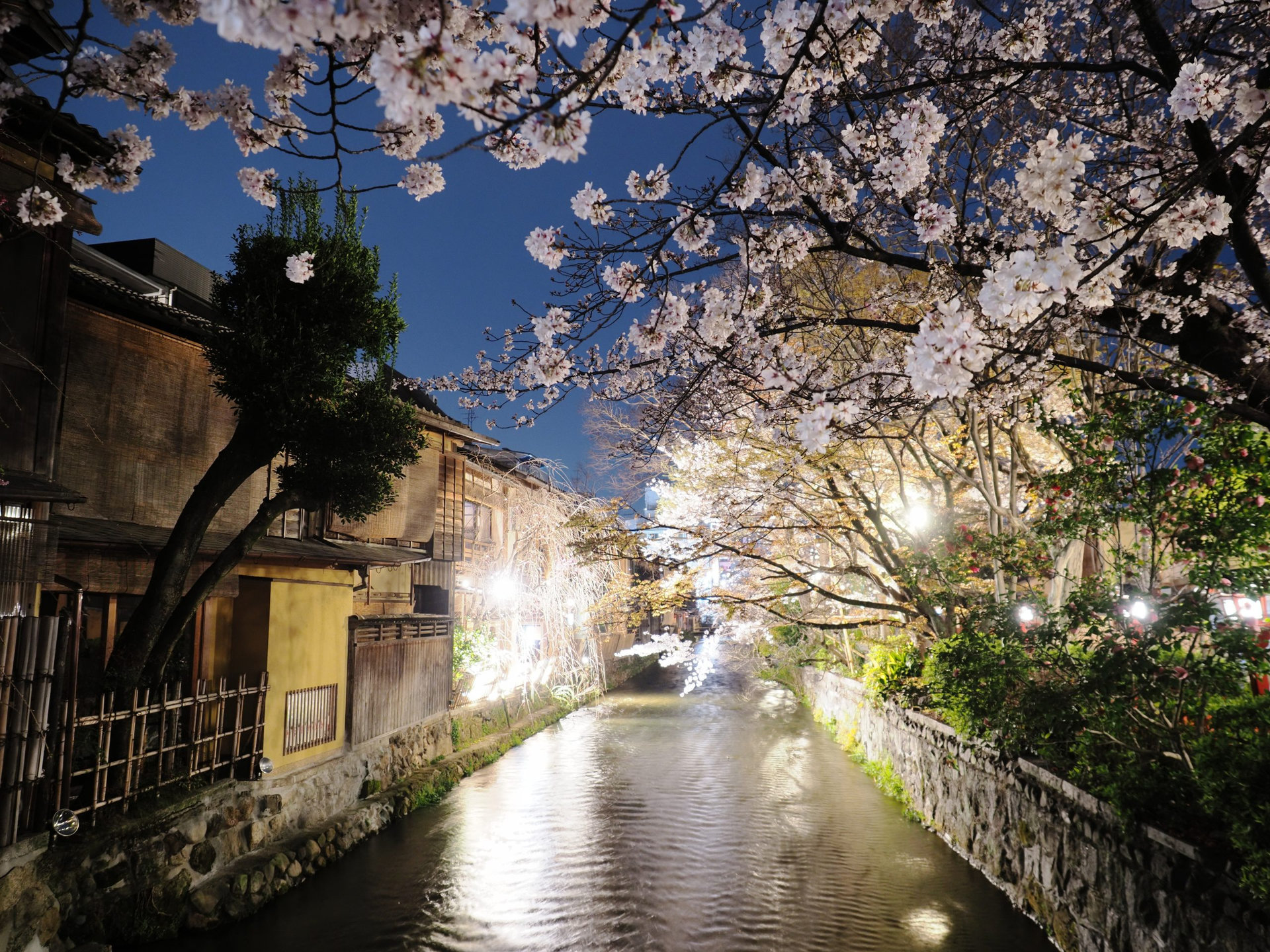 京都祇園白川の夜桜