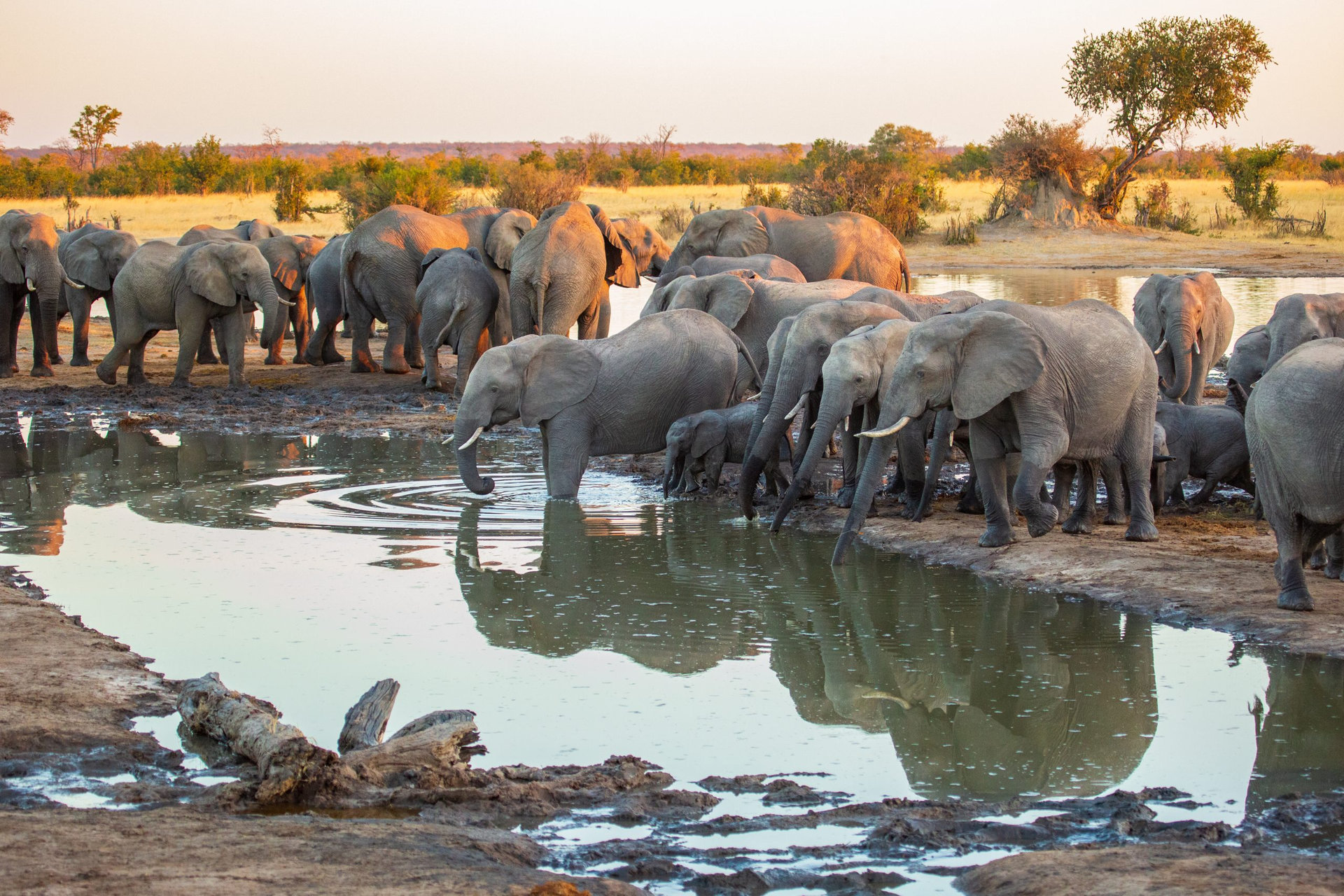 Herd of African elephants at Nehibma Safari Lodge watering hole, Hwange National Park, Zimbabwe Africa