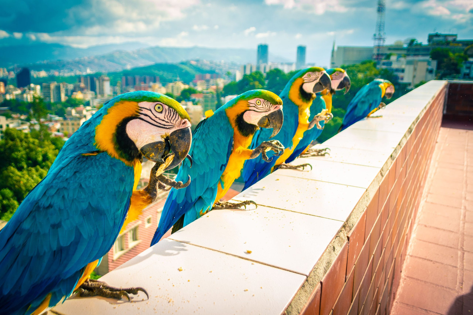A beautiful Blue and yellow macaws standing on balcony fence in a line in Caracas, Venezuela