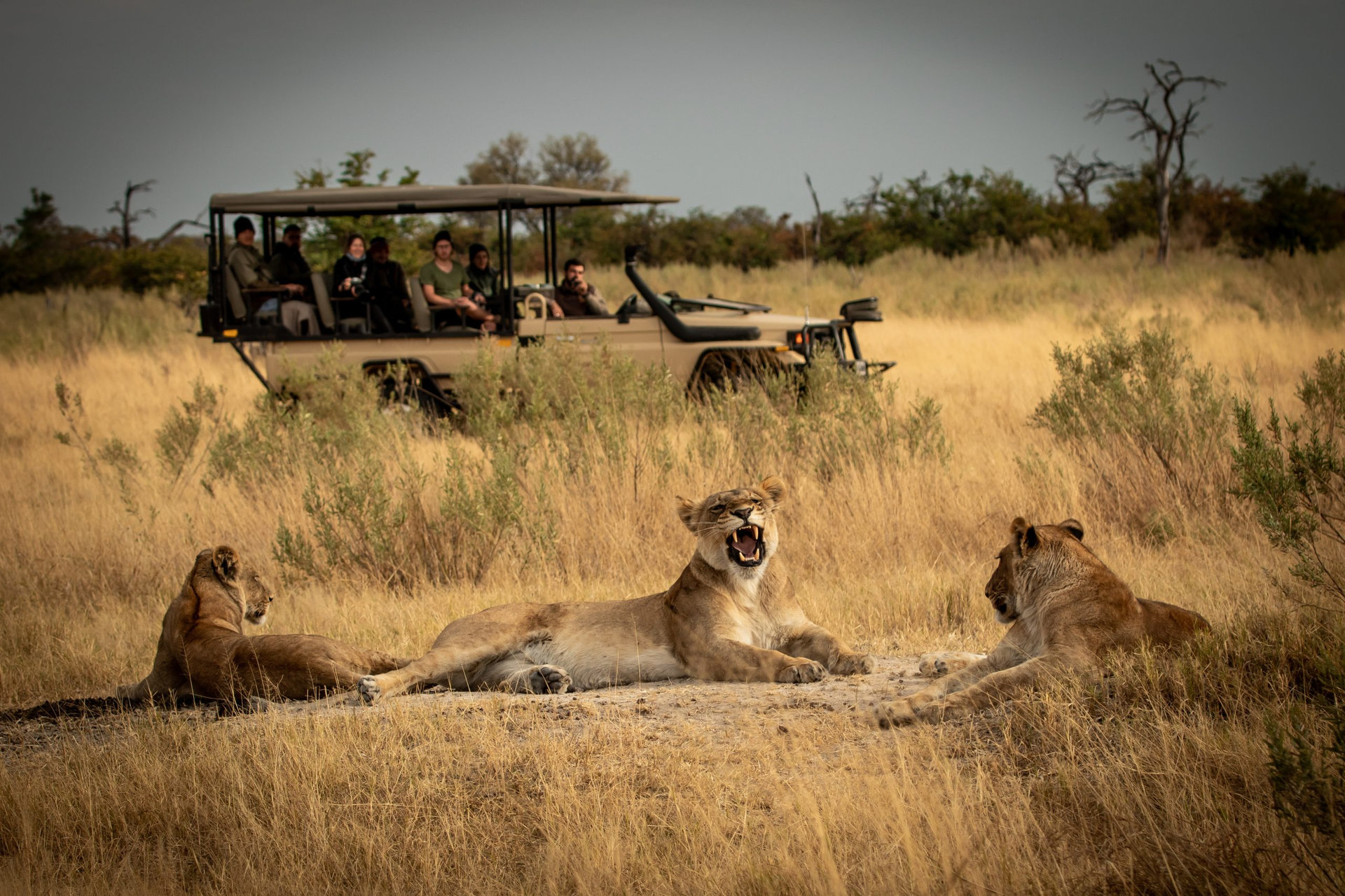 Yawning lioness with cubs lying in savanna grass in front of a safari jeep in the magical Okavango Delta in Botswana. Seen on a wilderness safari in July 2022.