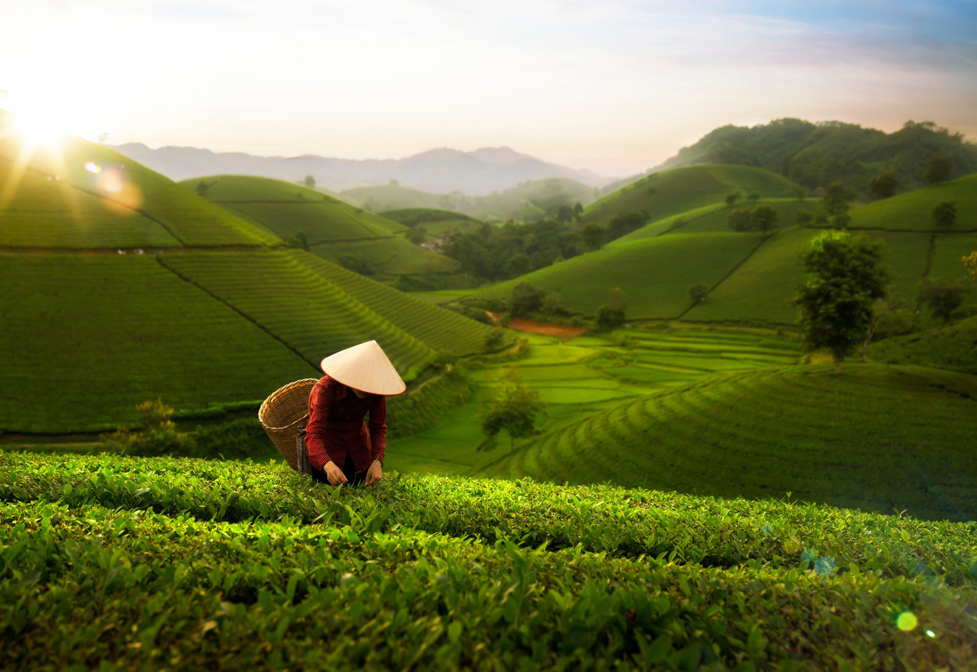 landscape photo for Vietnamese working in tea plantation at long coc mountain, green tea farm in Vietnam