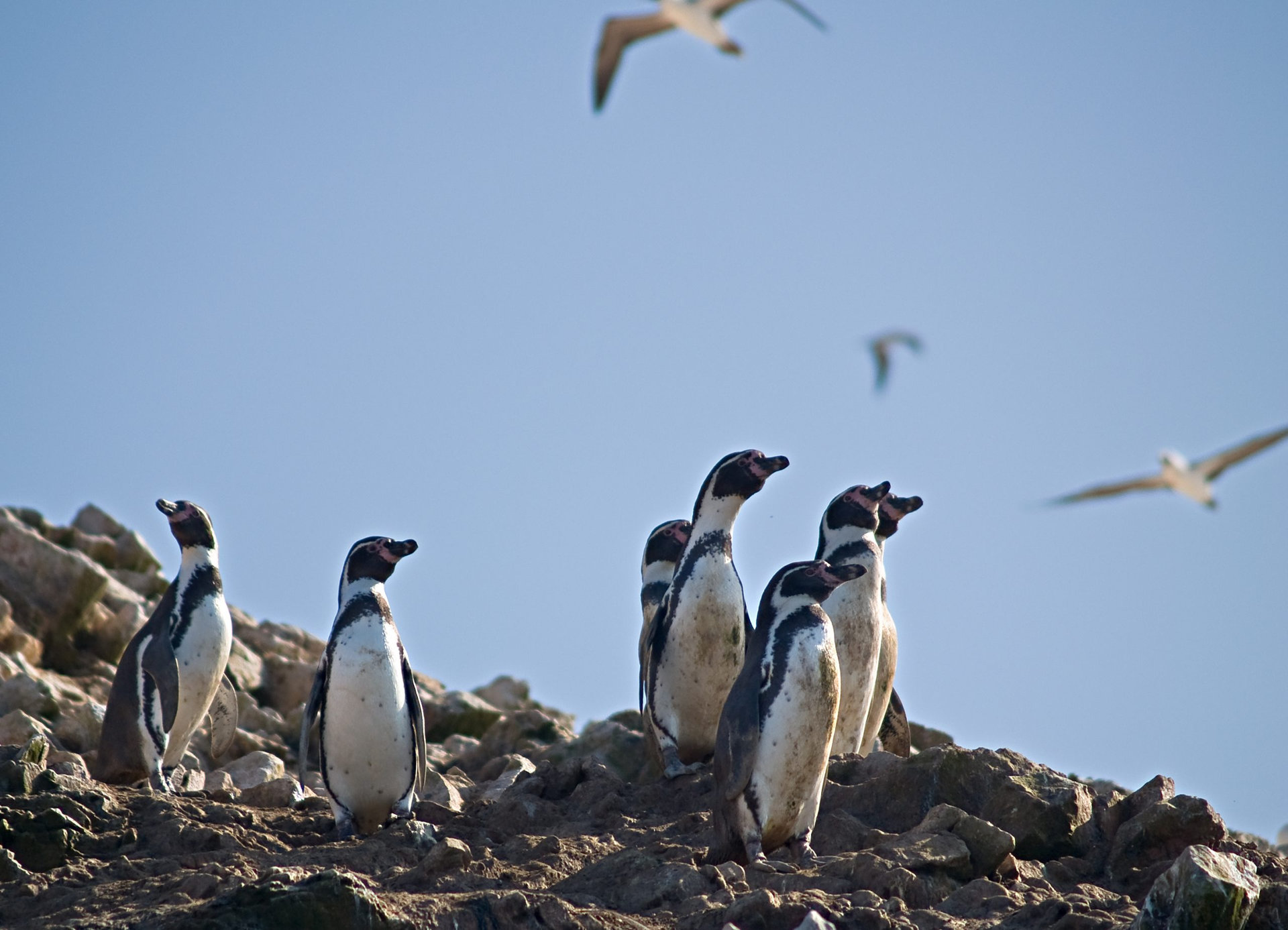 Wildlife on Islas Ballestas in Peru, Paracas Natural Park