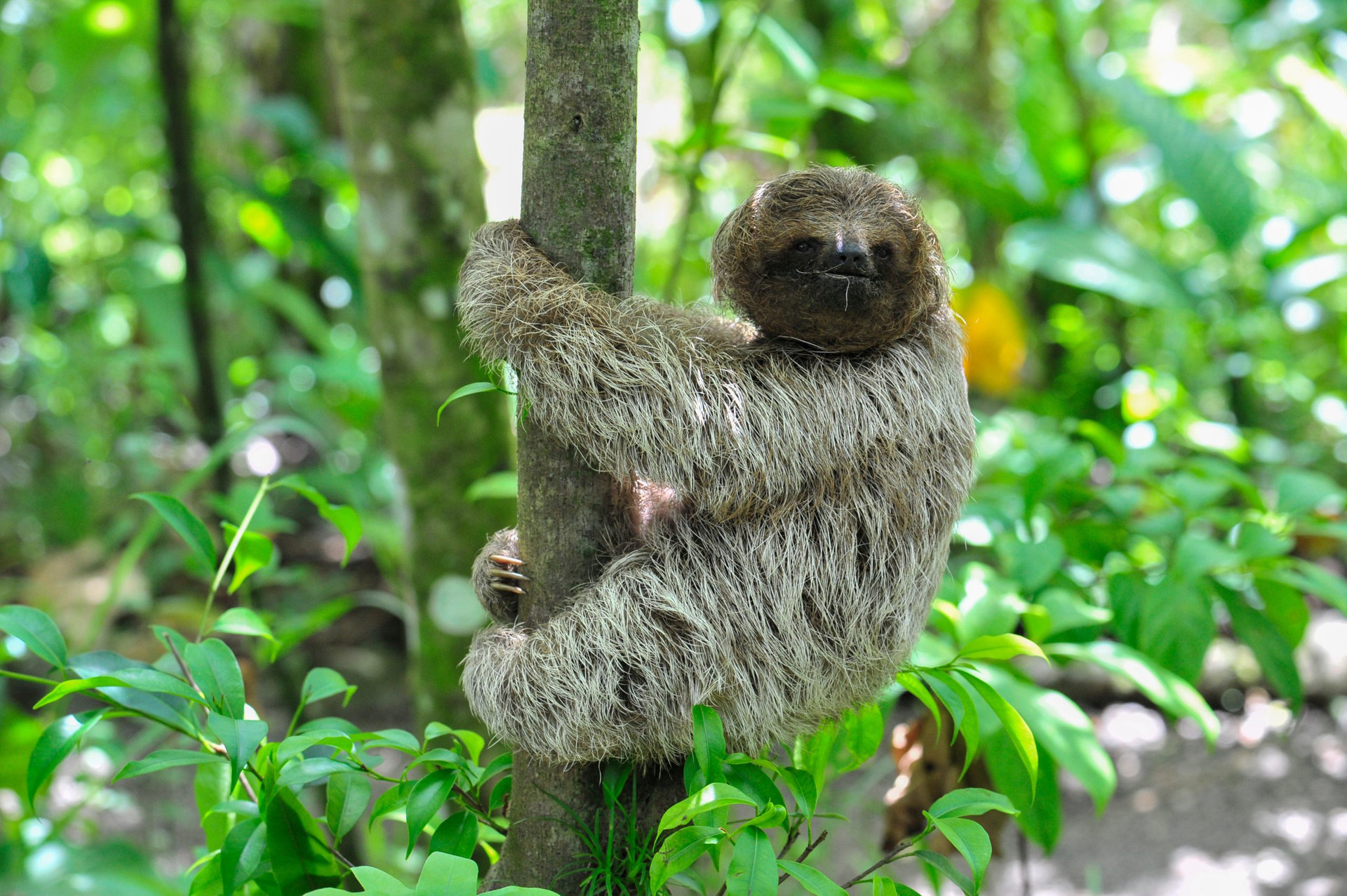 A juvenile 3-toed sloth descends a tree in Costa Rica