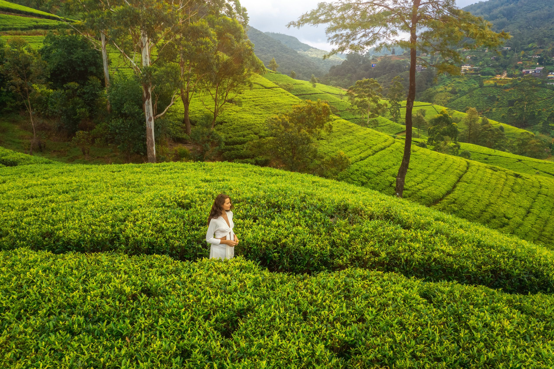 Admire the beauty of nature background tea plantations landscape with a romantic woman traveler looking away. A perfect moment for contemplation and wellbeing.