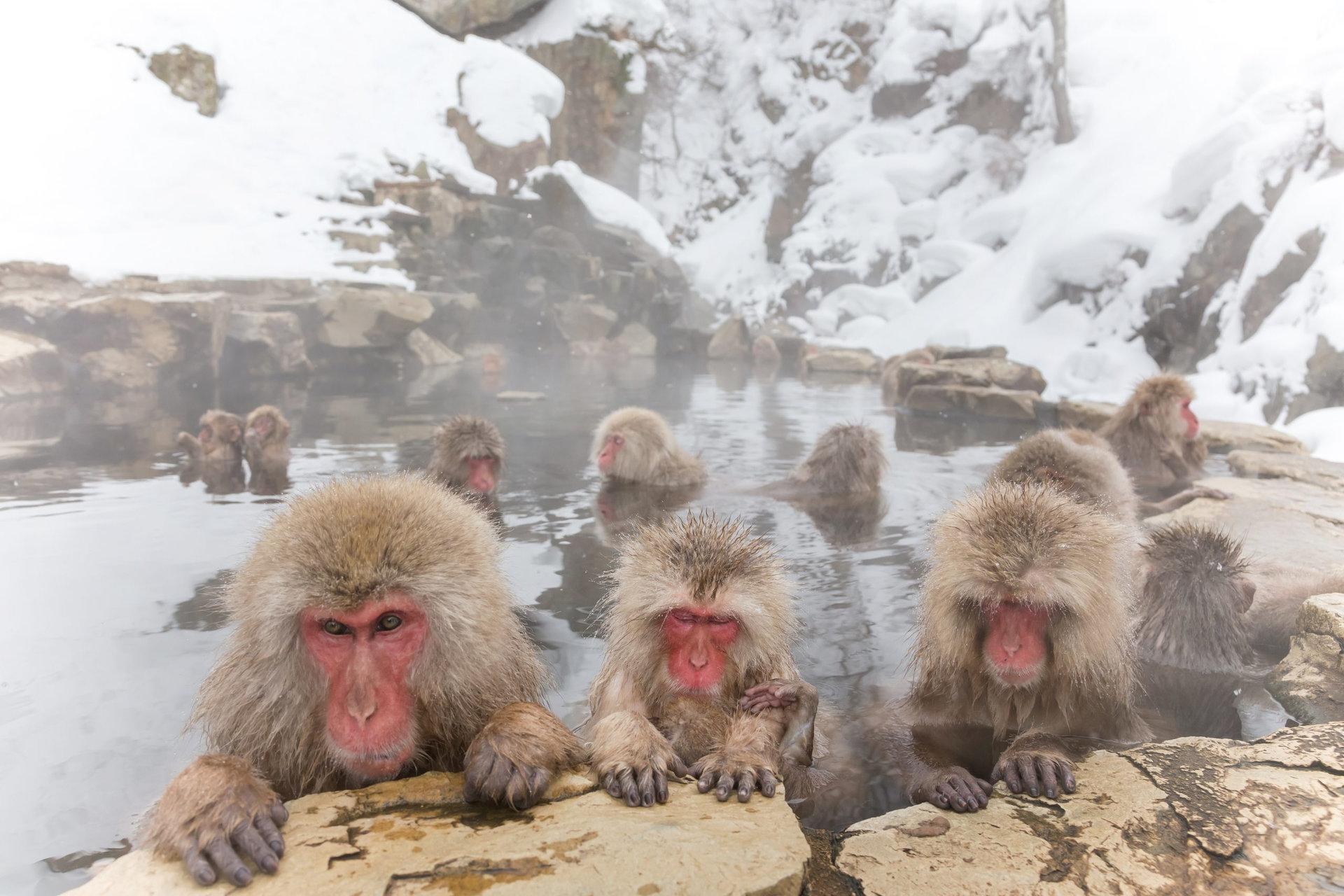 みんなで温泉 おさるさん。snow monkey of the outdoor bath
